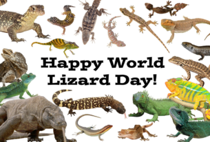 August 14 World Lizard Day #WorldLizardDay